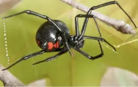 ব্ল্যাক উইডো স্পাইডার - Black Widow Spider