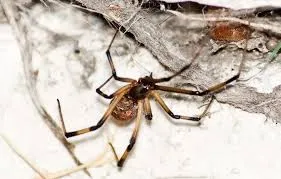 ব্রাউন উইডো মাকড়সা - Brown Widow Spider