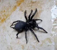 ফানেল-ওয়েব মাকড়সা - Funnel Web Spiders