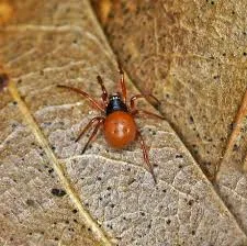 রেড উইডো মাকড়সা - Red Widow Spider