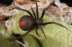 রেডব্যাক মাকড়সা - Redback Spider