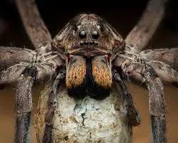উলফ স্পাইডার - wolf spider
