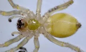 হলুদ স্যাক মাকড়সা - Yellow Sac Spider